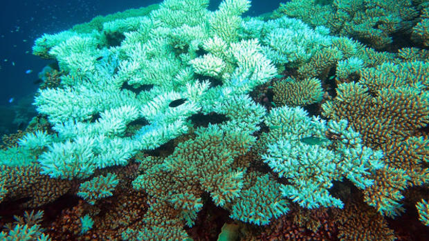 Coral bleaching hits Indian Ocean reefs 