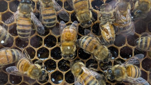 Honey bees that produce raw wildflower honey work in their hive at an outdoor farmer's market Aug. 15, 2013, in Washington, D.C. 