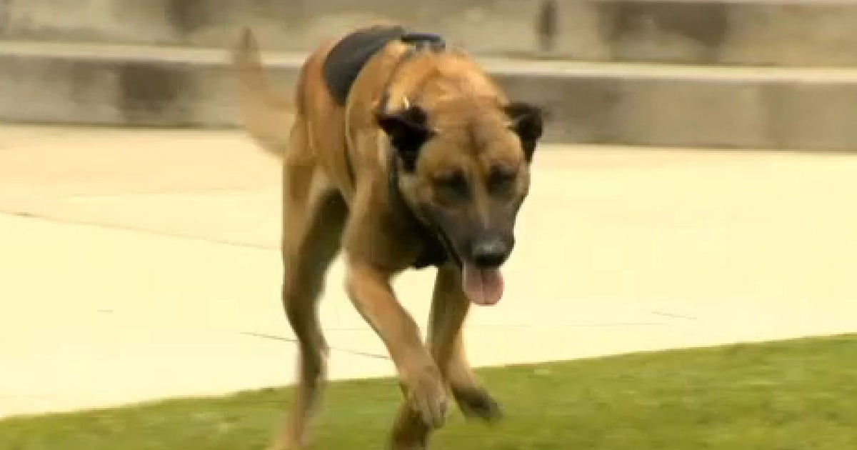 The tail end Calif. police dog nabs suspects on the lam CBS News