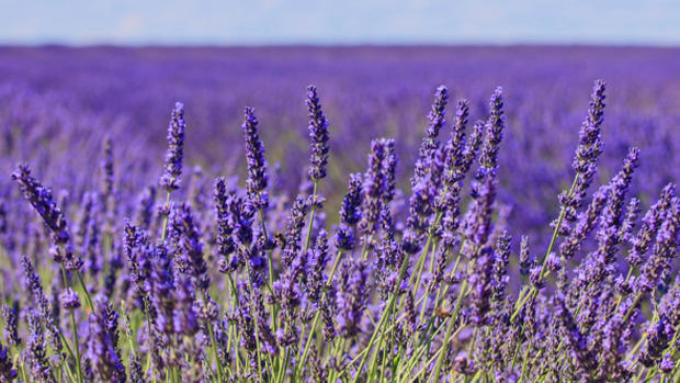 Lavender (Photo Credit: Thinkstock) 