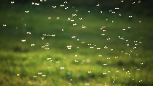 mosquitos.jpg 