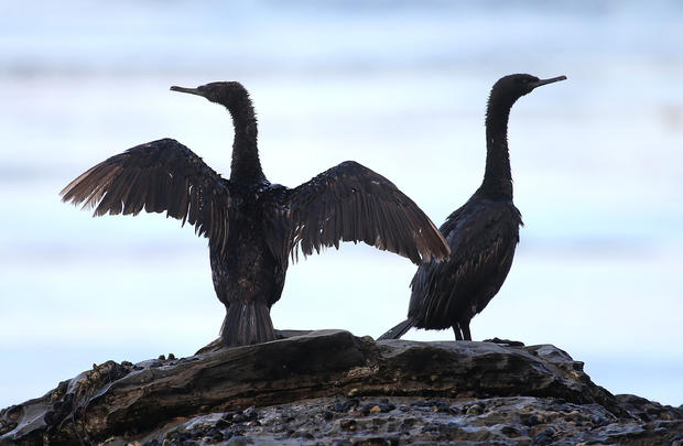 California Declares State Of Emergency As Oil Spill Harms Pristine Coastline 