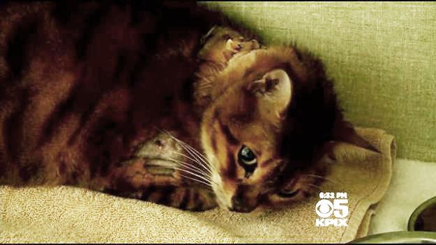House cat survives bobcat attack outside California home CBS News
