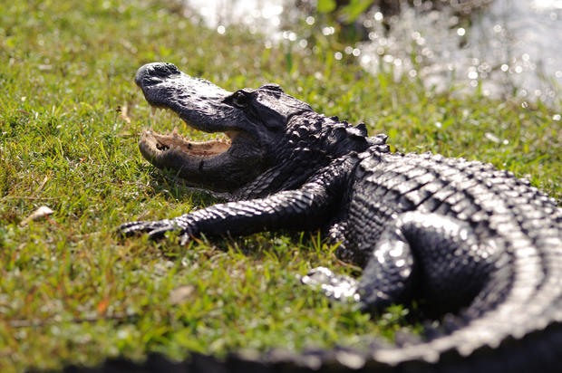 alligator florida everglades 