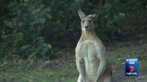 buffkangaroo7news.png 