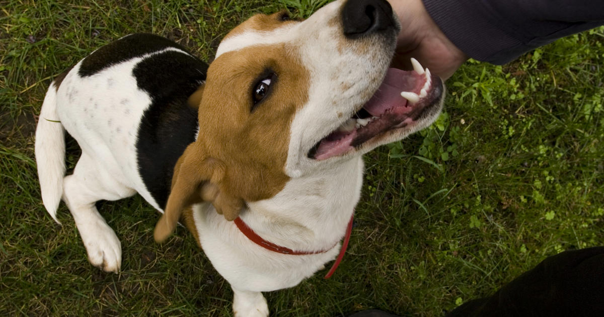 why do dogs like being scratched behind the ears