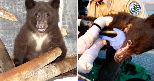 Cinder the bear killed Hunter kills bear that recovered from