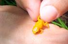tiny-brachycephalus-frog.jpg 