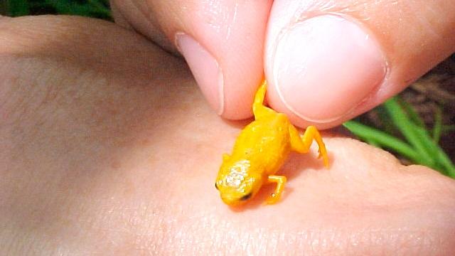 tiny-brachycephalus-frog.jpg 