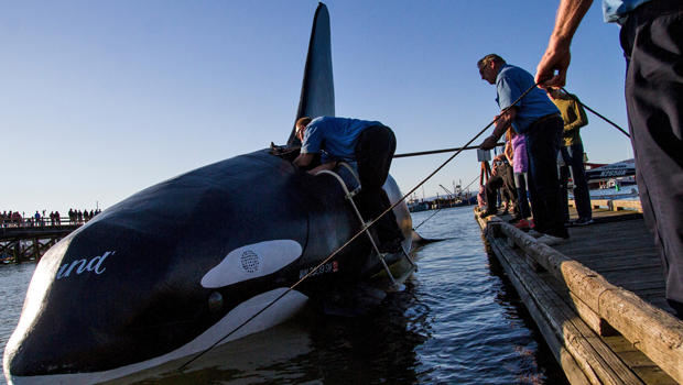 Crews prepare to launch a fake life-sized fiberglass orca into the East End Mooring Basin June 4, 2015, in Astoria, Ore. 