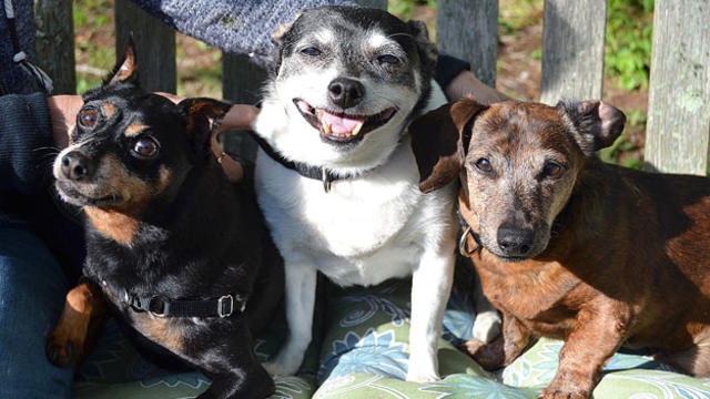 chibby-left-spike-middle-and-buddy-right-at-the-mspca-cape-cod-2-credit-mspca-angell.jpg 