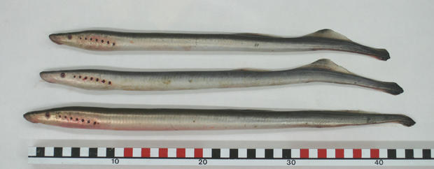 arctic-lampreys.jpg 