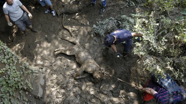 Rescue workers drag a dead tiger at the zoo in Tbilisi 