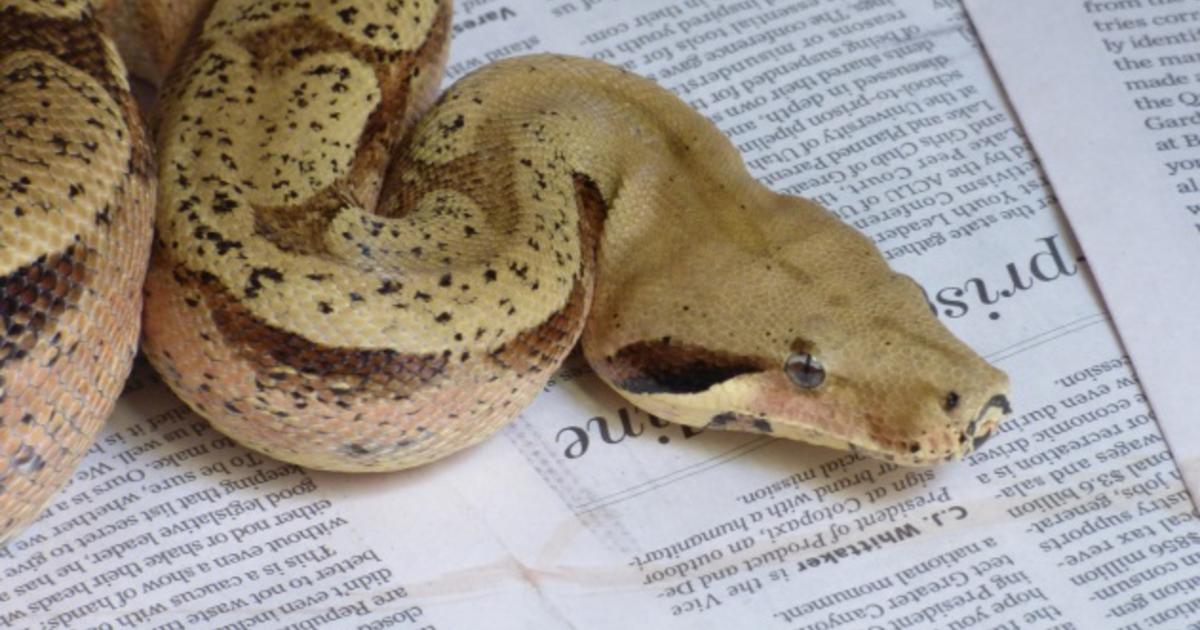 Snakes on a plane: U.S. returns boas smuggled by Utahn to Brazil