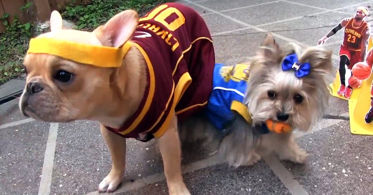 Dogs recreate Warriors-Cavaliers NBA Finals game, on The Feed! - CBS News