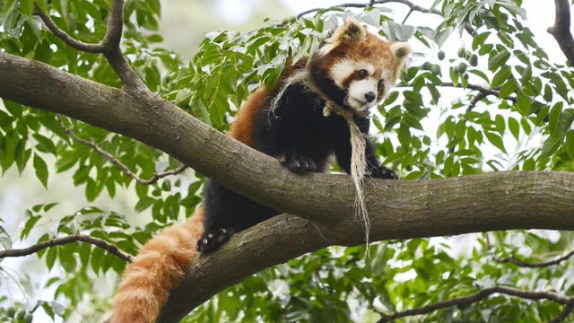 satmo0620redpandas409987640x360.jpg 