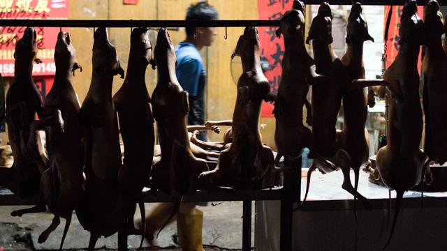 Cooked dogs are displayed at a vendor's stall in Yulin, in southern China's Guangxi province 