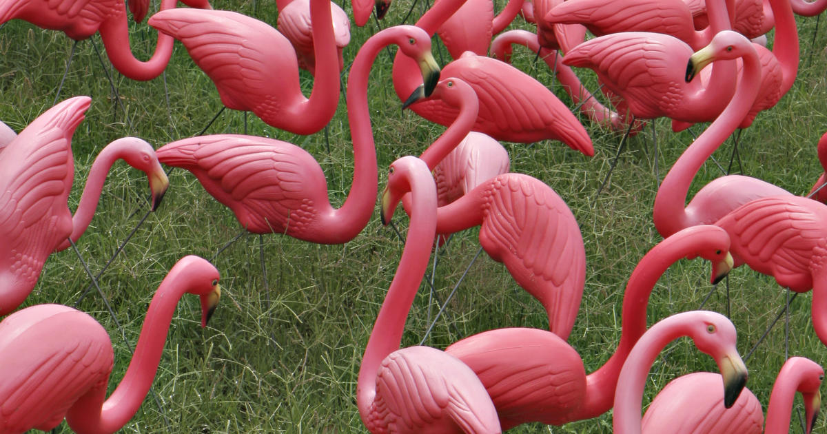 How the pink plastic lawn flamingo became an American cultural icon - Vox