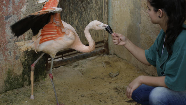 Rode Gomes, a zoo veterinarian, visits with a Chilean flamingo using a specially-made prosthetic leg at a zoo in Sorocaba, Brazil, June 23, 2015. 