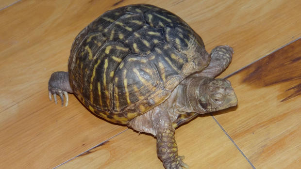 Stolen Turtle Sandy 