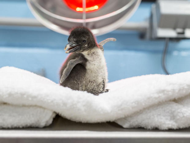 Baby Penguin 