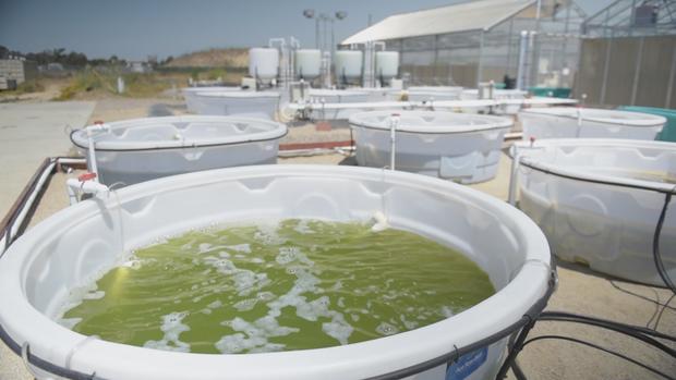 sustainable-surf-7-algae-bubbling.jpg 
