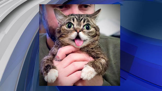 lil BUB will be at Denver County Fair 