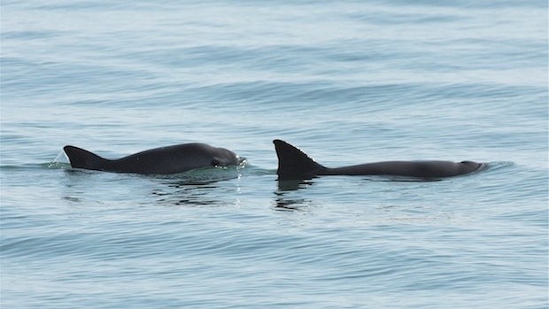 mexican-porpoise.jpg 