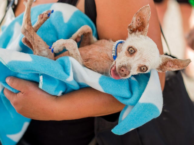 ugliest-dog-2015-ap329347352337.jpg 