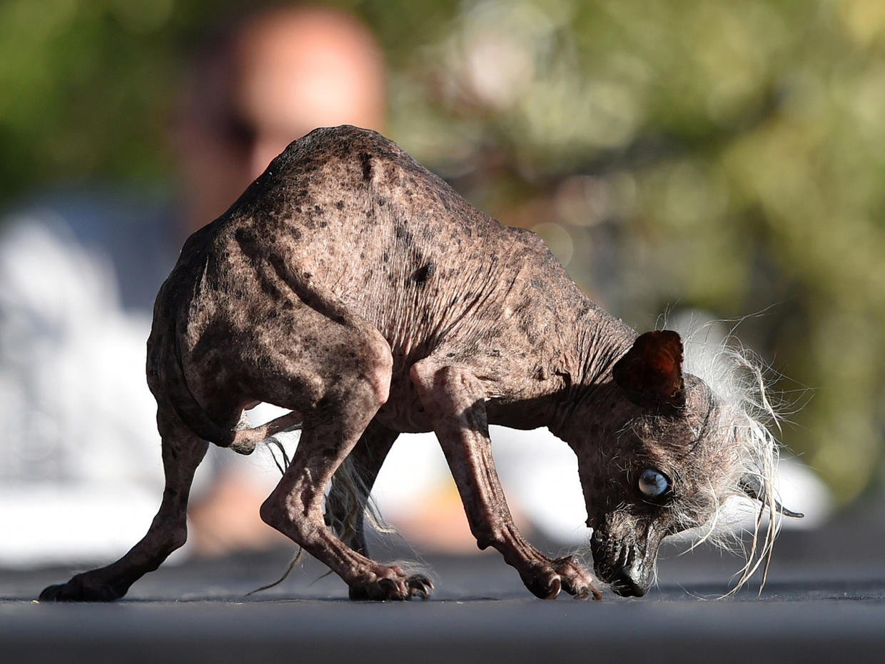 World's Ugliest Dog Contest 2015