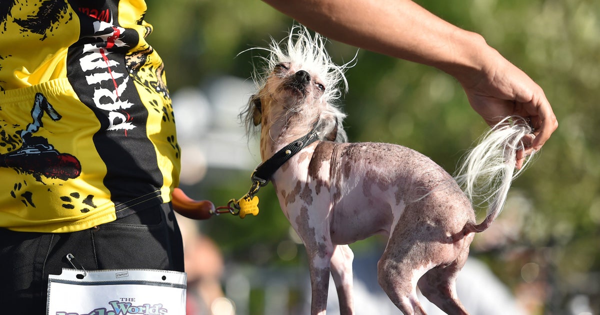 Ugliest dog sale 2015