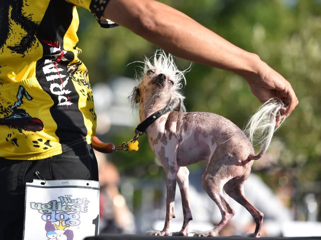 ugliest-dog-2015-478696714.jpg 