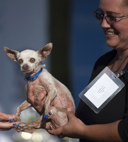 ugliest-dog-2015-478696988.jpg 