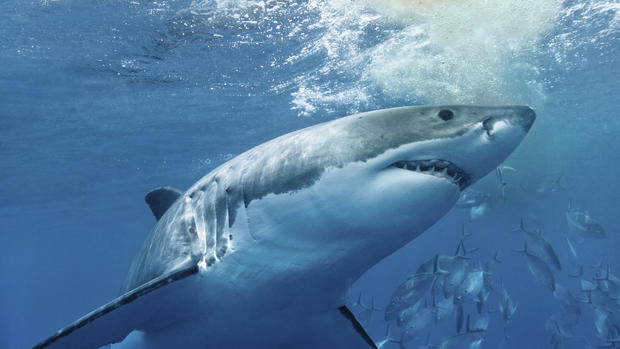Shark attacks (WARNING: GRAPHIC IMAGES) 