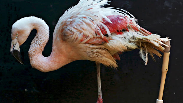 Flamingo gets a new leg to stand on 