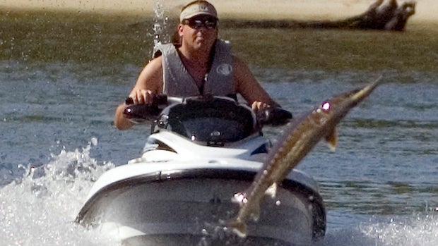 ​A large sturgeon leaps from the water June 15, 2007, in front of an oncoming recreational water vehicle on the Suwannee River at Branford, Fla. 