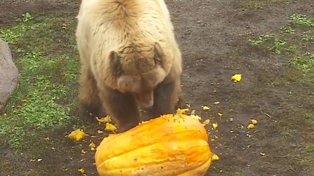grizzlybear.jpg 