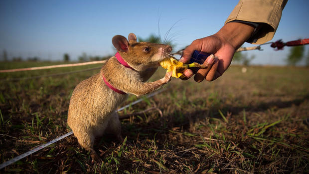 "HeroRATs" detect land mines and save lives 
