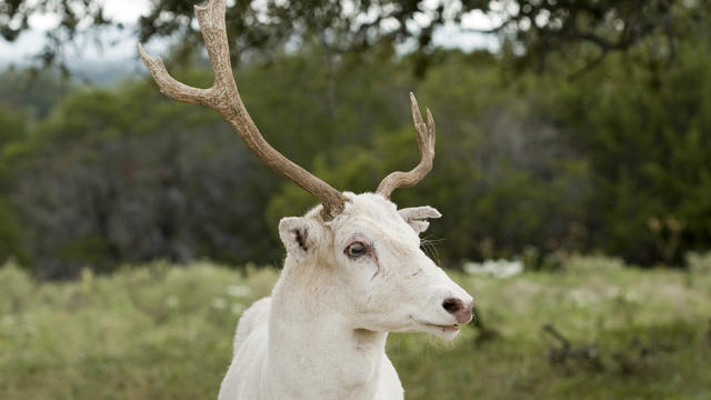 albino-deer.jpg 