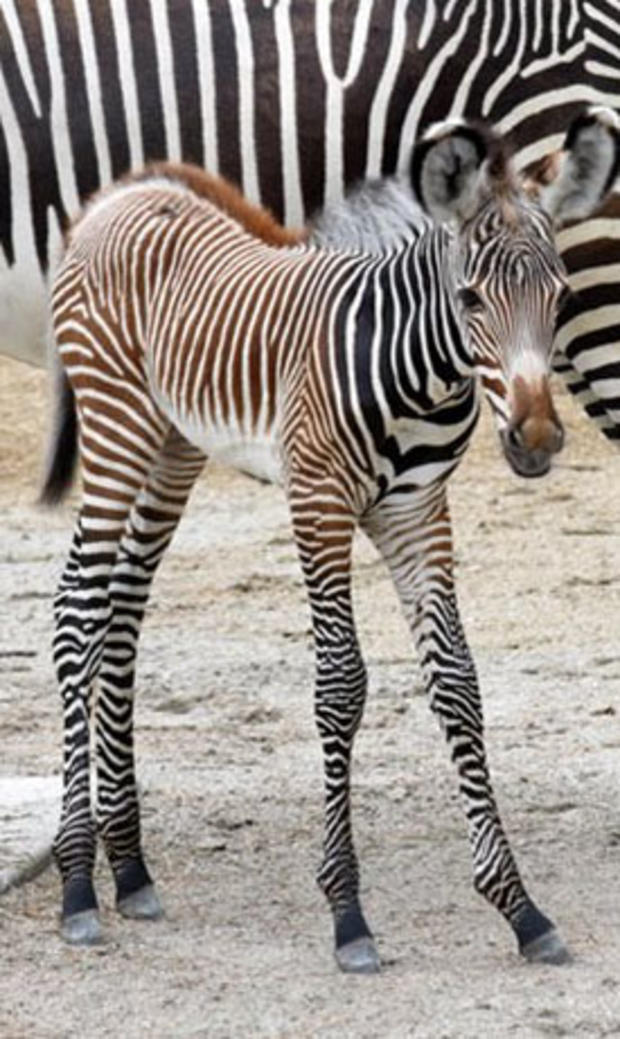 Brookfield Zoo Zebra 