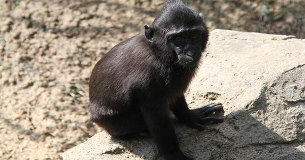 Escaped monkey captured at Memphis Zoo - CBS News