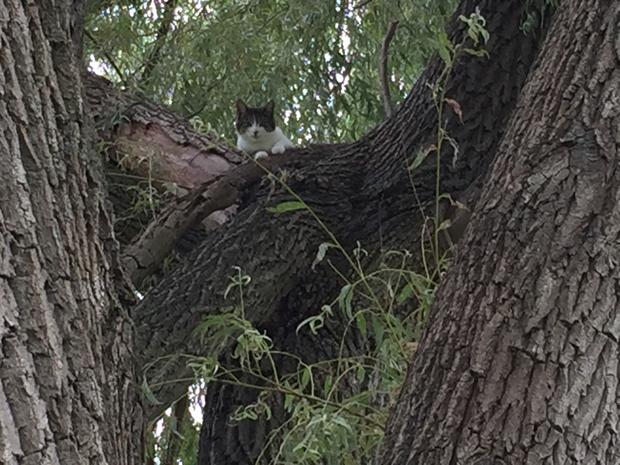 cats stuck in tree troy 