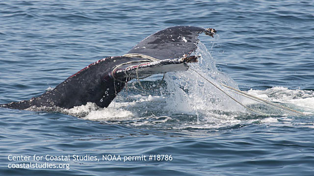 humpback-whale1.jpg 