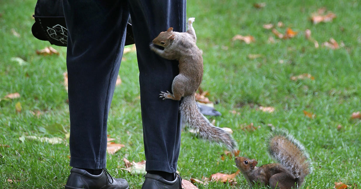 Yankees fans go nuts as squirrel scurries along fence