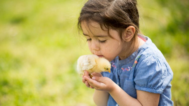 girl-snuggles-with-baby-chick.jpg 