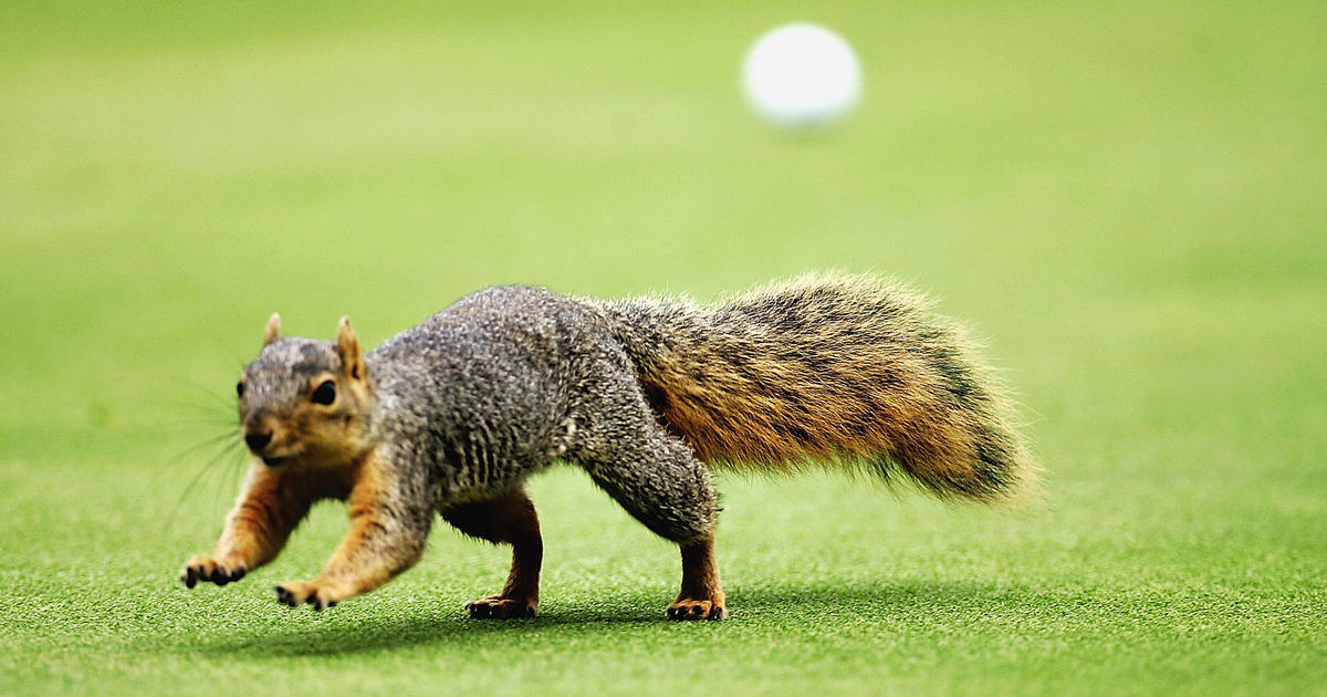 Yankees fans go nuts as squirrel scurries along fence