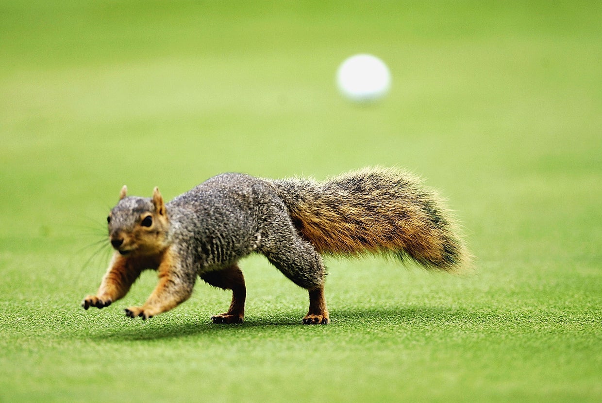 Squirrels: 1, Rest of the world: 0