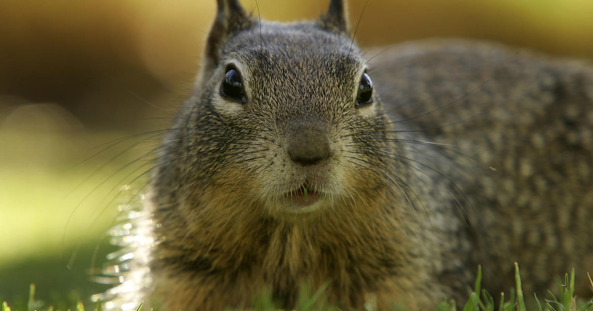 Yankees fans go nuts as squirrel scurries along fence