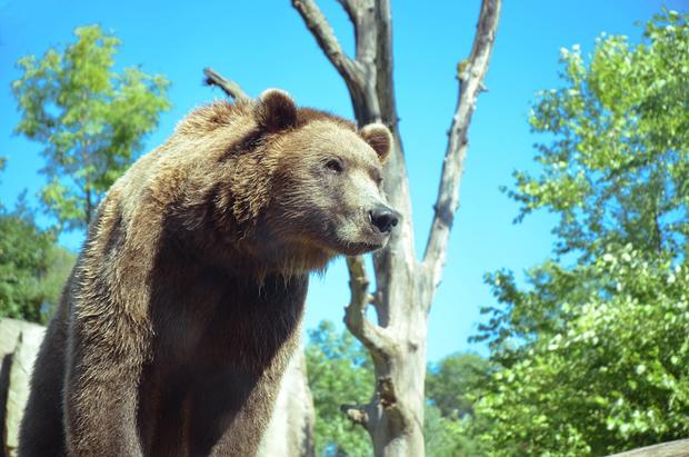 Bears Return To Minnesota Zoo Exhibit 