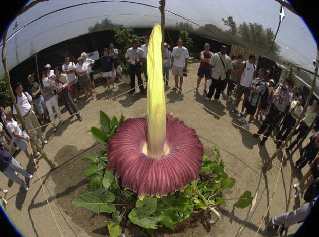 Visitors view the world's largest flower during th 